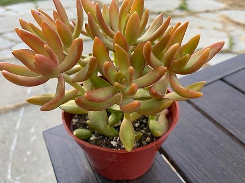 Miniatura 3 de Live Succulent Plant, Sedum Adolphii Firestorm in 4 Inch Red Pot, Drought Tolerant Indoor Decorative Plant with Soil, Green and Orange Leaves