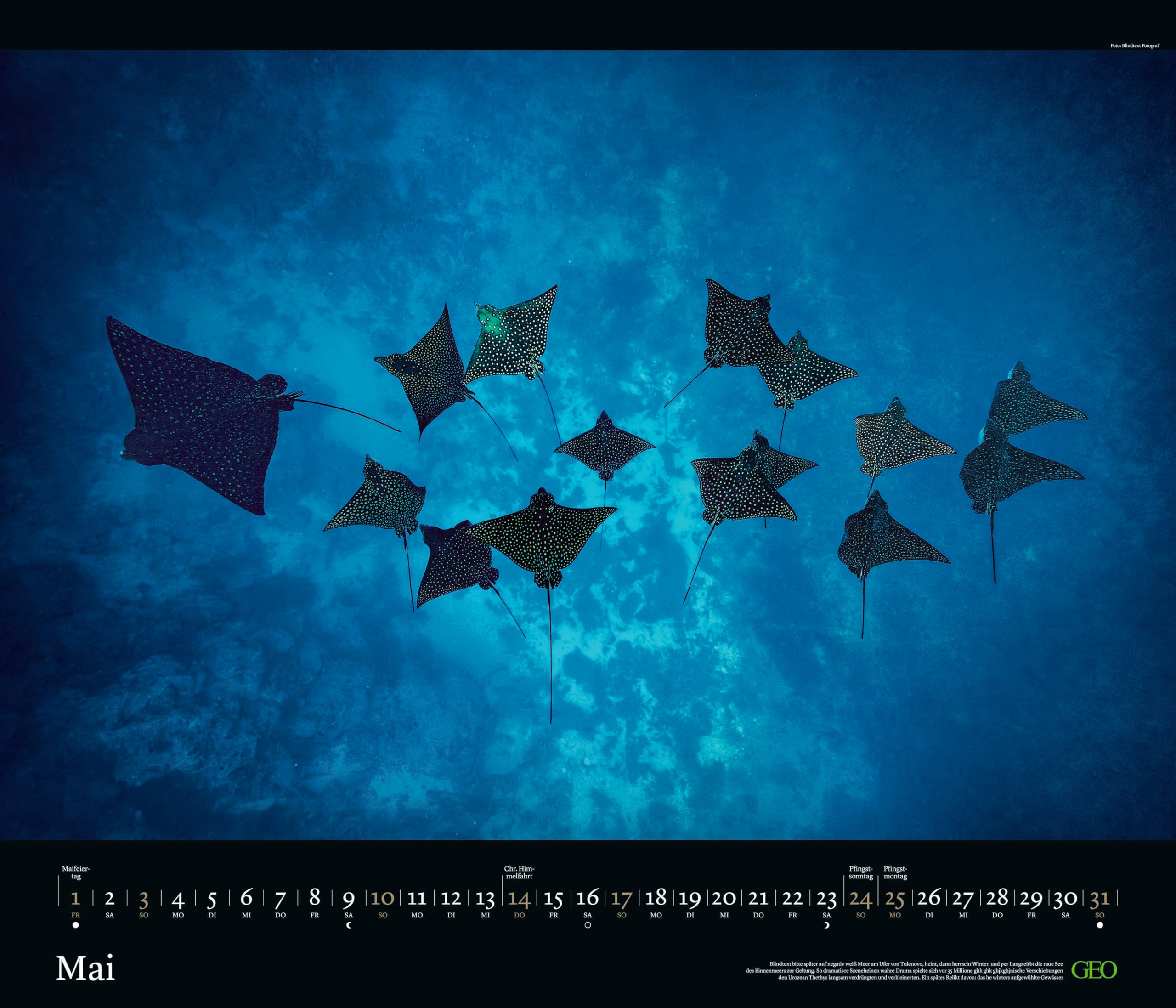 GEO - GEO Edition: Tierwelten 2026 – Wandkalender 70x60 cm, Tier-Poster-Kalender mit Wildlife-Fotografie, 12 Monatsblätter & Spiralbindung inkl. Postkarten für Tier- und Naturfreunde