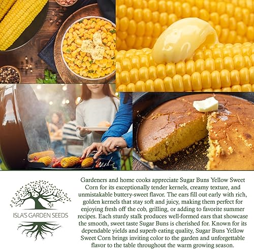 Miniatura 6 de Sugar Buns - Semillas de maíz dulces amarillas (Zea mays) – Más de 50 semillas sin OMG y reliquias de Isla's Garden Seeds, orejas de maduración