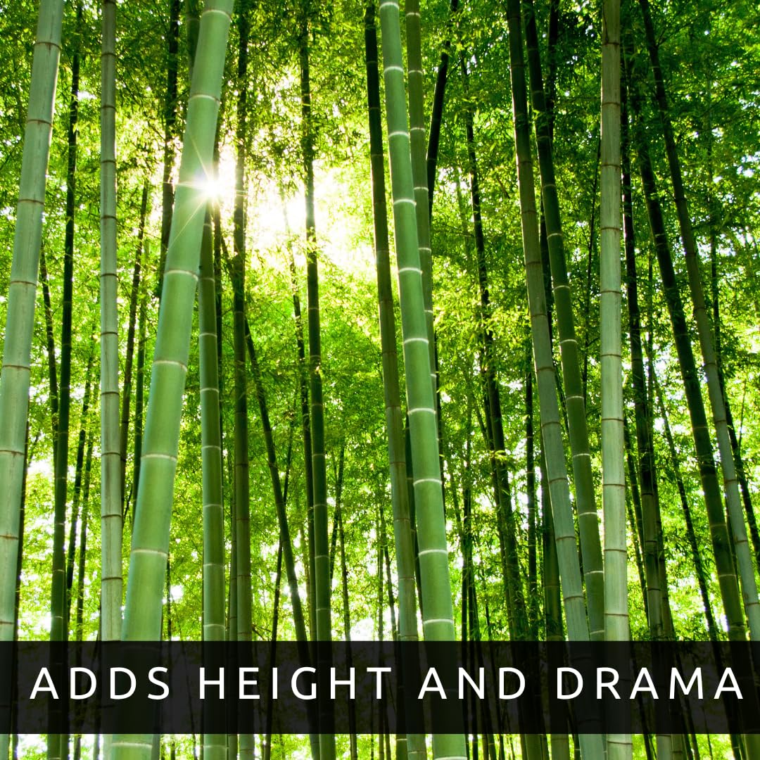 Amazon.com : Giant Timber Bamboo Seeds (300 Pack) – Fast Growing