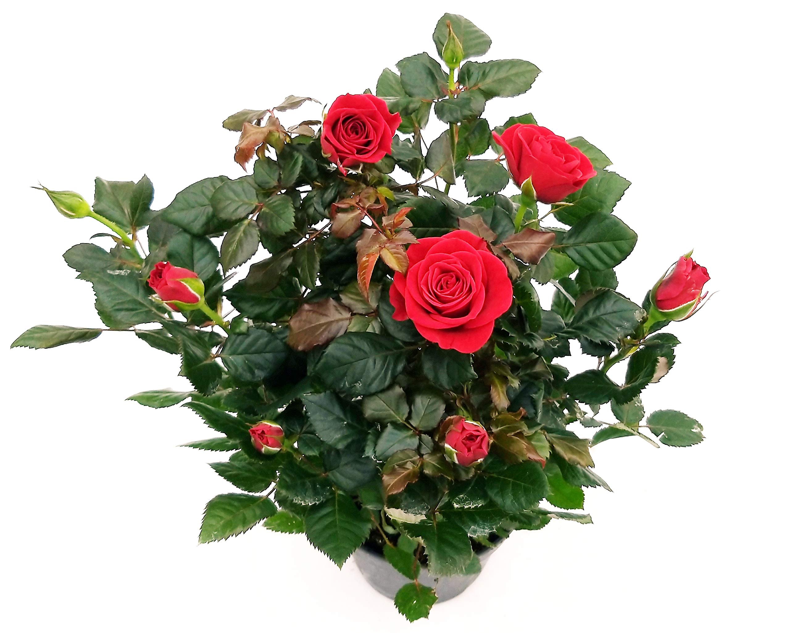 POWERS TO FLOWERS - ROSA DA GIARDINO RAMPICANTEe RIFIORENTE, ROSA ROSSA, Pianta Vera