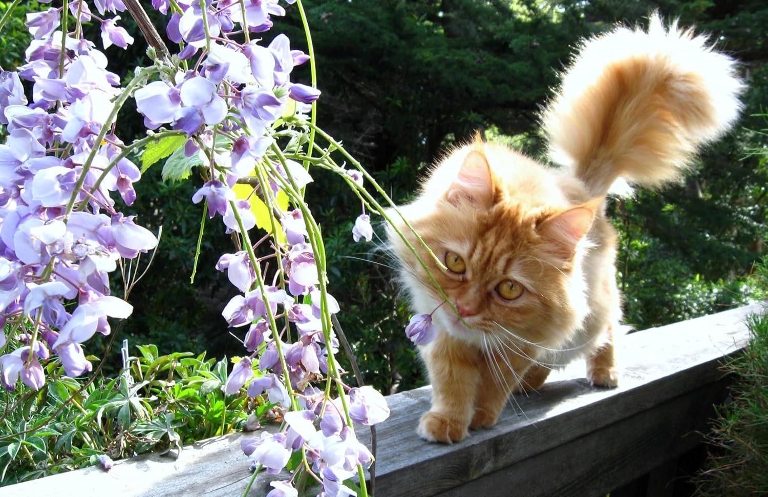 TBL Insert Tray with Wisteria Ginger Cat Photograph Placemat