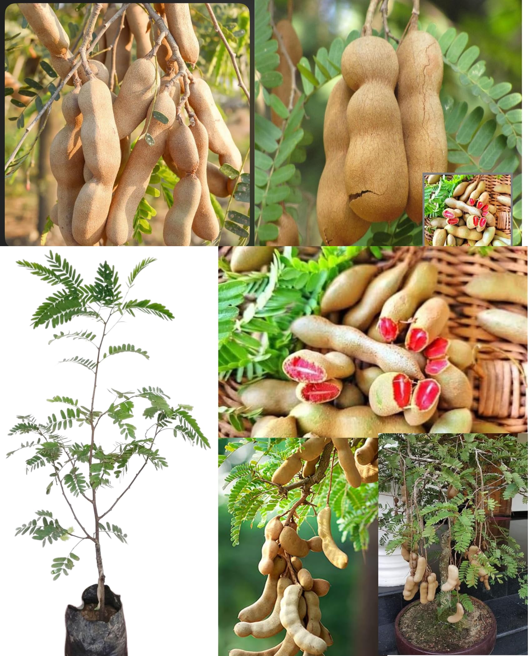 DPEYAROO Thai Grafted Sweet Red Tamarind Plant, Sweet Imli Tree (Height  1.5-2 FT) Fruit & Tree Tamarind Sweet Imli Grafted Live Plant (PACK OF 1) :  ...