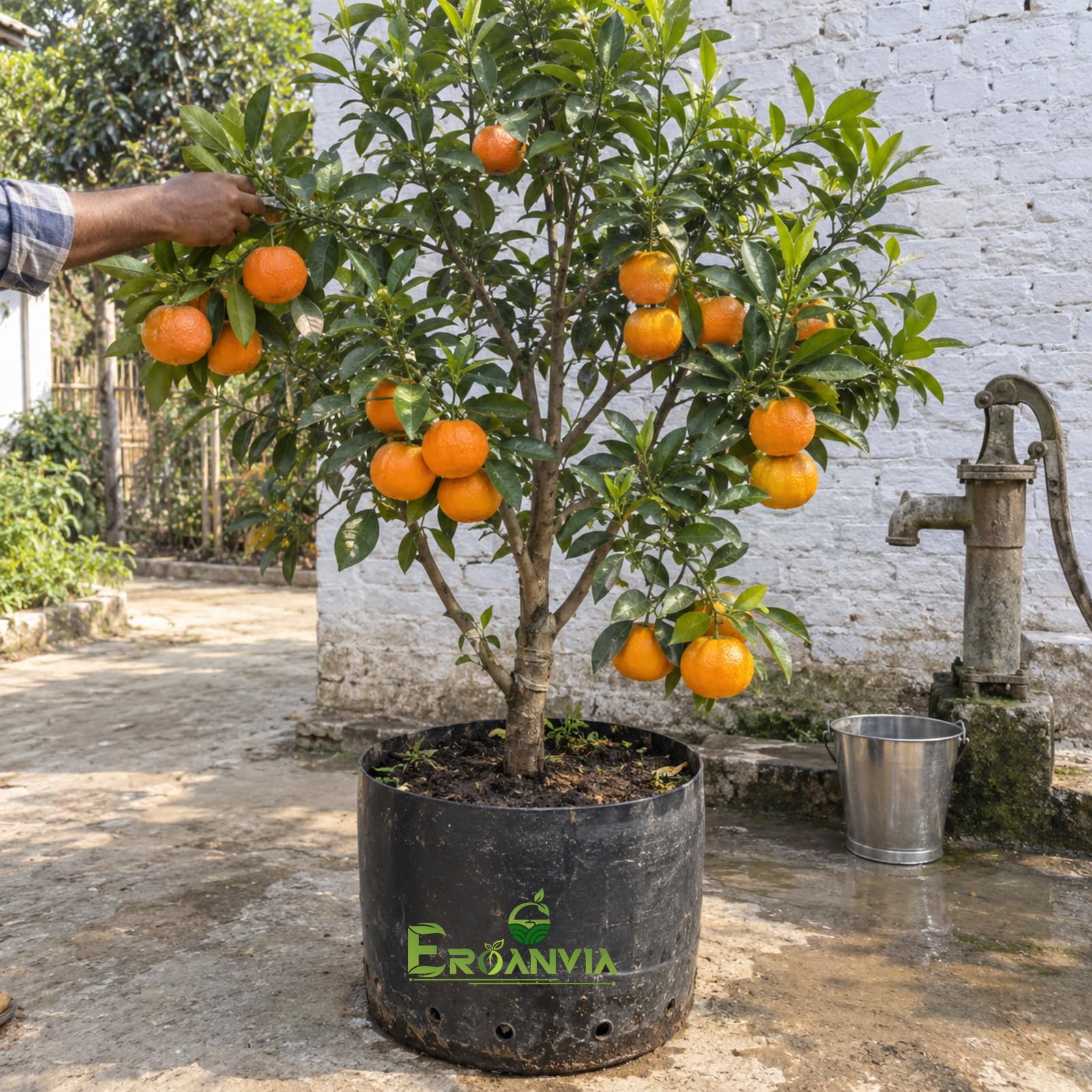 All Time Egg Fruit Plant - Live Grafted Tree -29