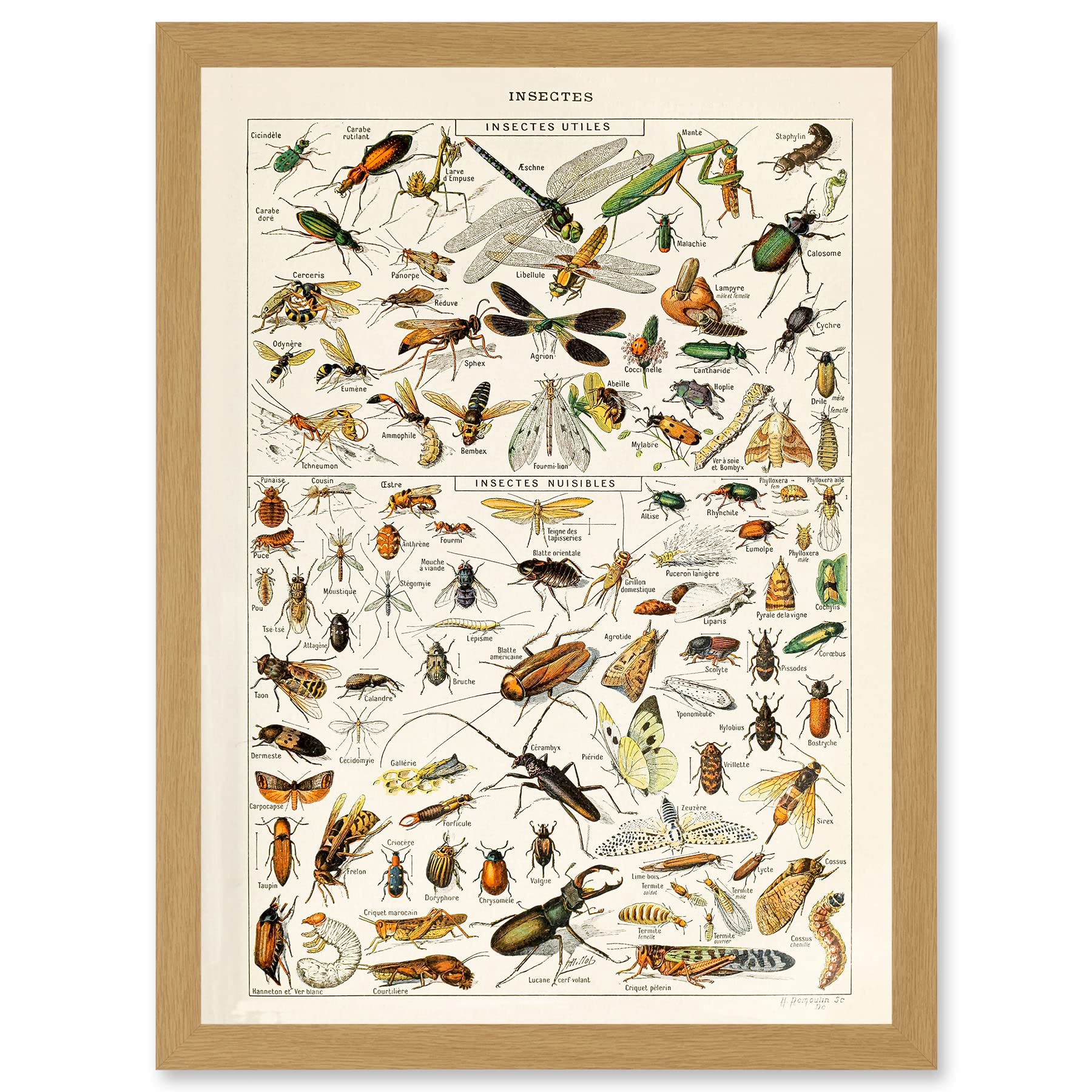 Artery8 Millot Encyclopedia vintage Insects Dragonfly Nature Artwork Framed Wall Art Print A4