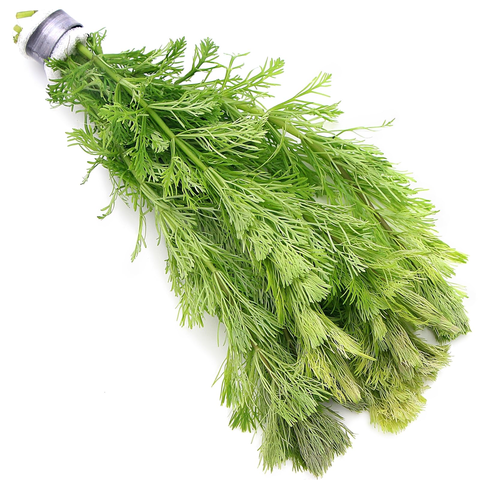 K2AQUA Limnophila heterophylla (1 Bunch) Live Aquarium Plant Fast Growing Freshwater Tropical Plant for Aquascaping Ideal for Beginners and Advanced Aquarists