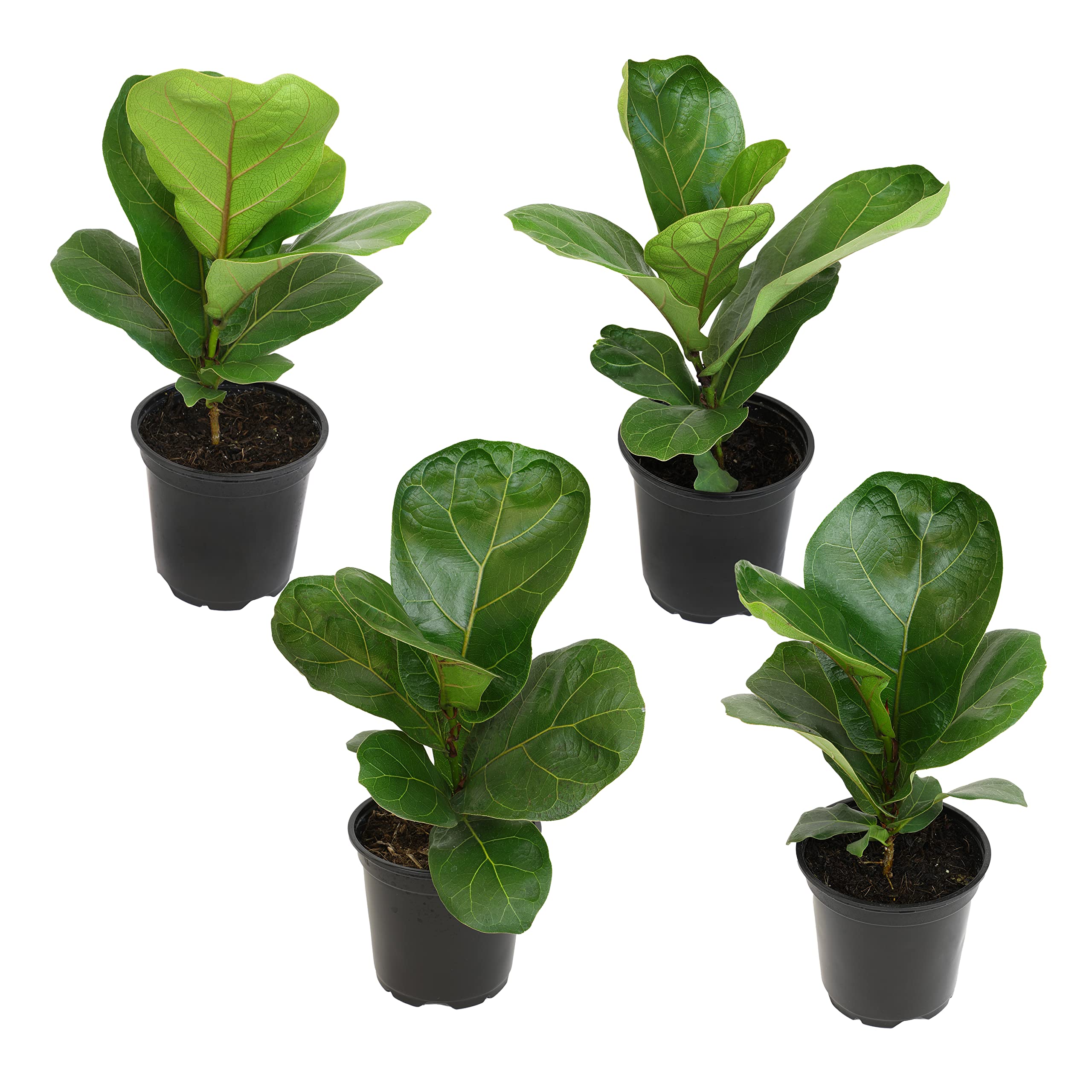 Plants for Pets Fiddle Leaf Fig Tree 4 Pack