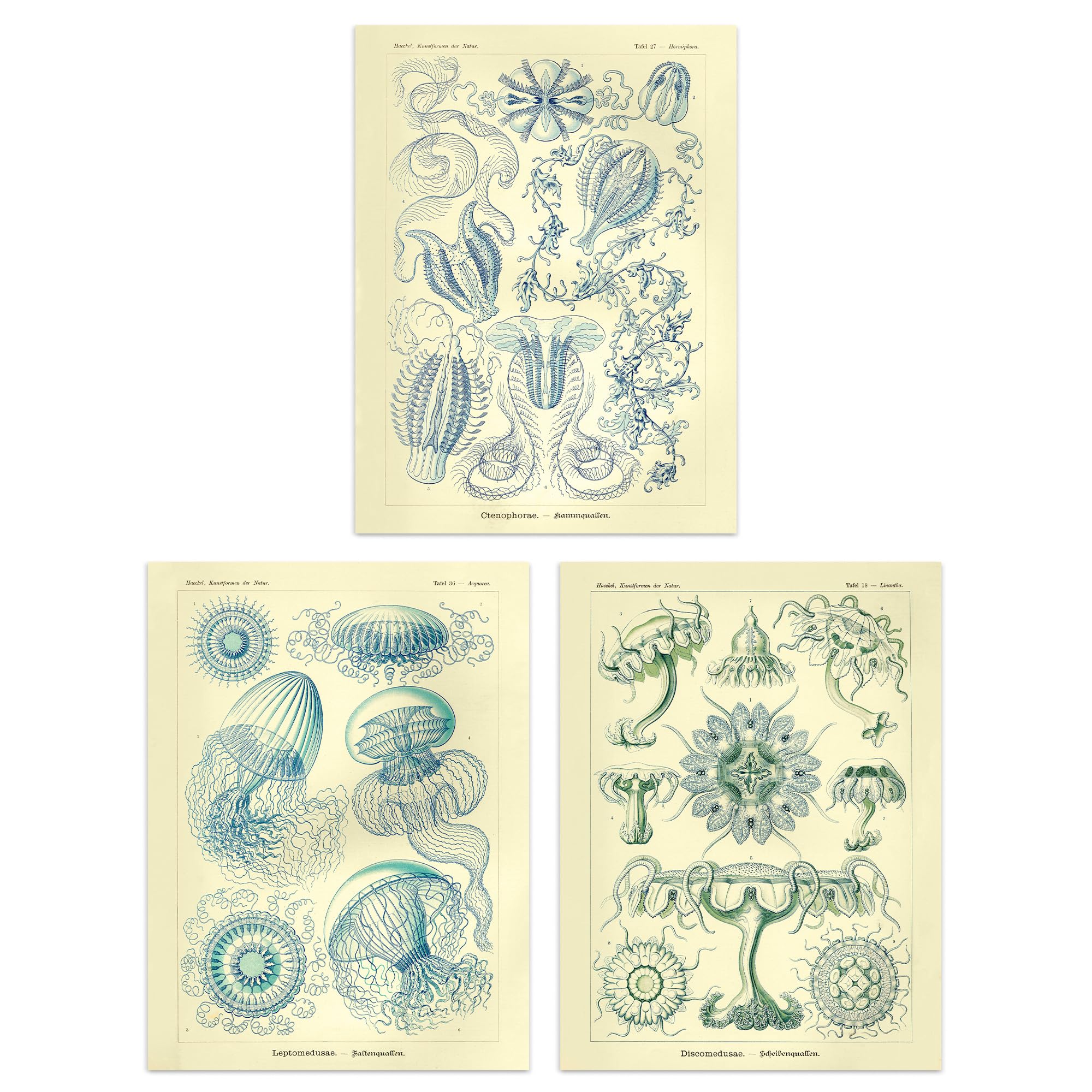 Jellyfish Blue Yellow Haeckel Vintage Illustrations Marine A4 Poster 3 Pack