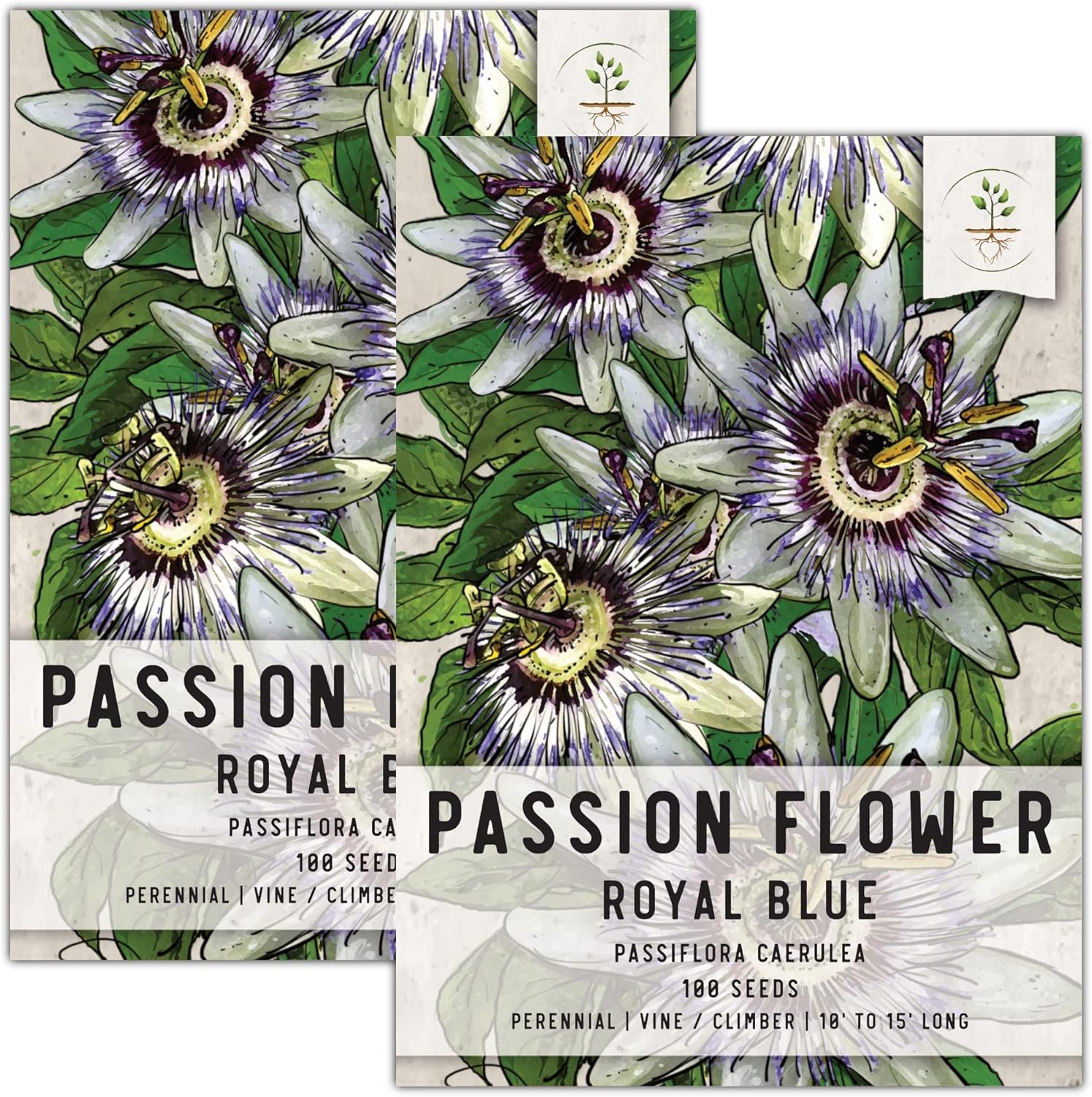 bulk Passiflora Caerulea Passion Flower 350 Seeds Home & Garden Seeds