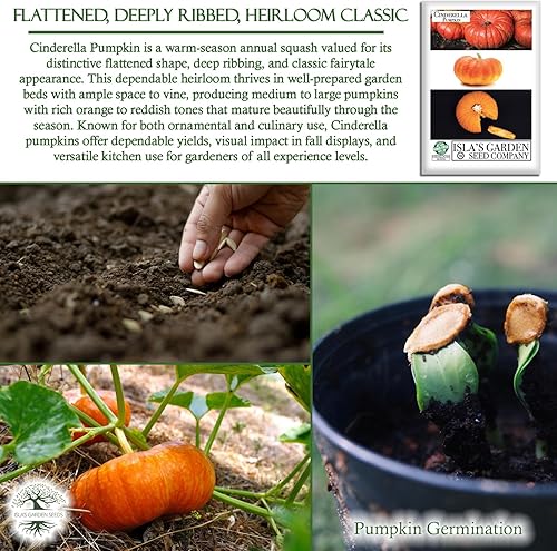 Miniatura 5 de Semillas de calabaza de Cenicienta para plantar, más de 25 semillas de reliquia por paquete, semillas sin OMG, (semillas de jardín de Isla), nombre