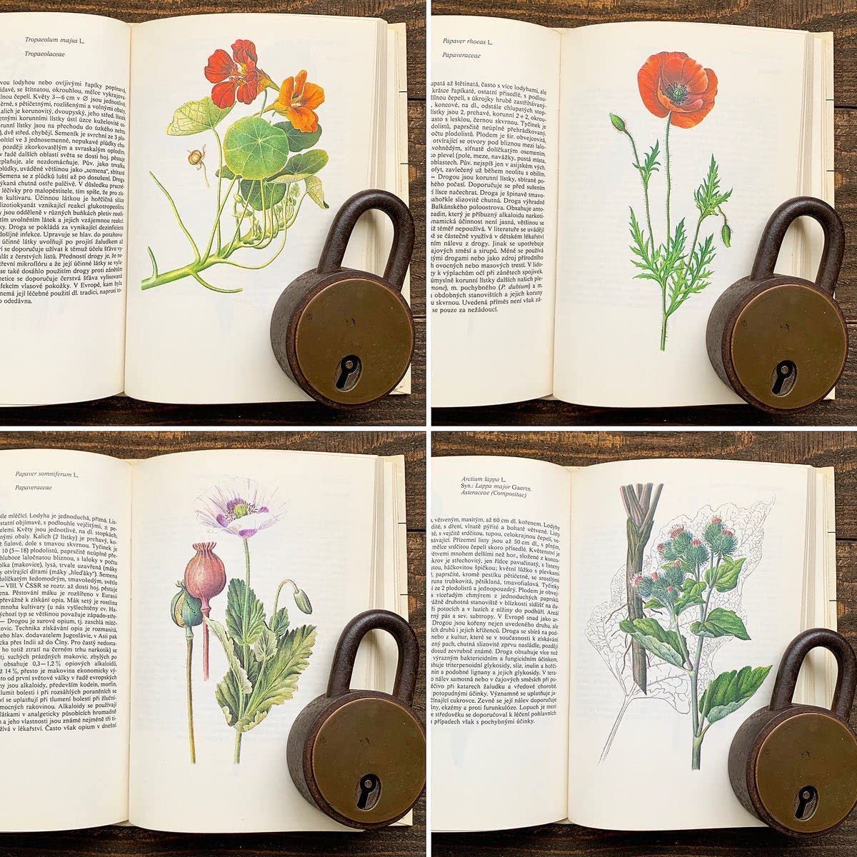 チェコの古い植物図鑑 Amazon.co.jp: チェコの古い植物図鑑(ROSTLINOPIS NAUKA O ZEMI