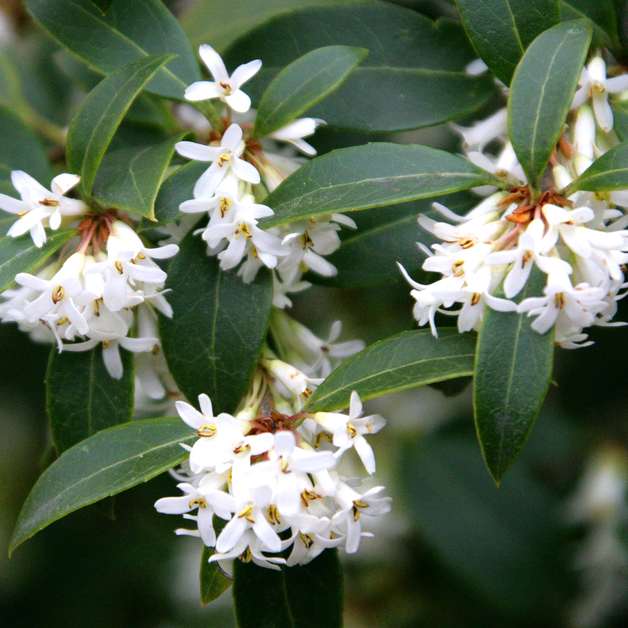Osmanthus delavayi Delavay Teaolive Evergreen Outdoor Garden Shrub Plant in Pot (9cm Pot, 15-30cm)