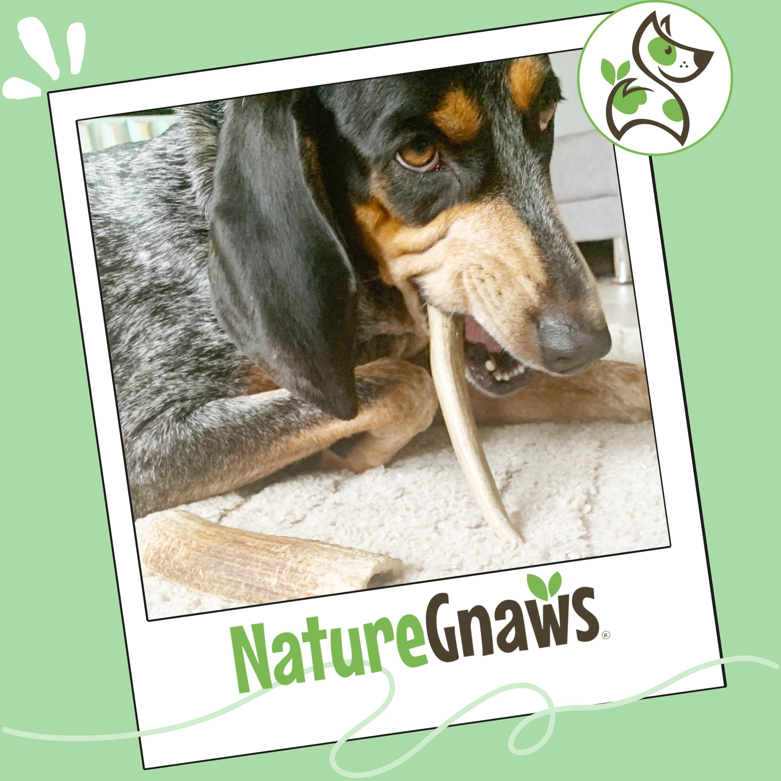 Nature Gnaws Geweih für Hunde – Premium Natürliches Hirsch- und Elchgeweih – Langlebige Hundekauspielzeuge für Aggressive Kauer – Mix aus Split und Ganzem