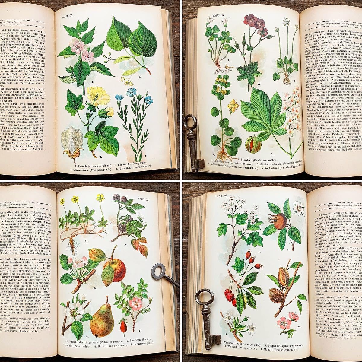 Amazon.co.jp: [難あり]ドイツの古い植物図鑑(DIE BLUTENPFLANZEN 1921 