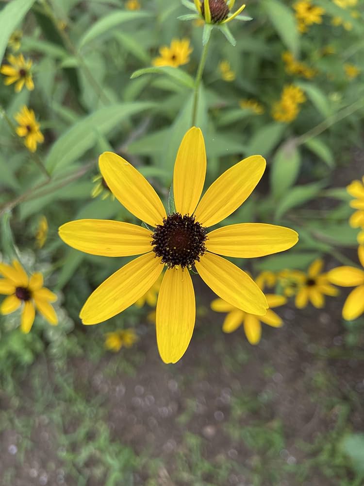 株分け抜き苗 ⑬ ルドベキア・タカオ 初心者向け】ルドベキアの増やし方｜種・株分け・挿し芽のコツと