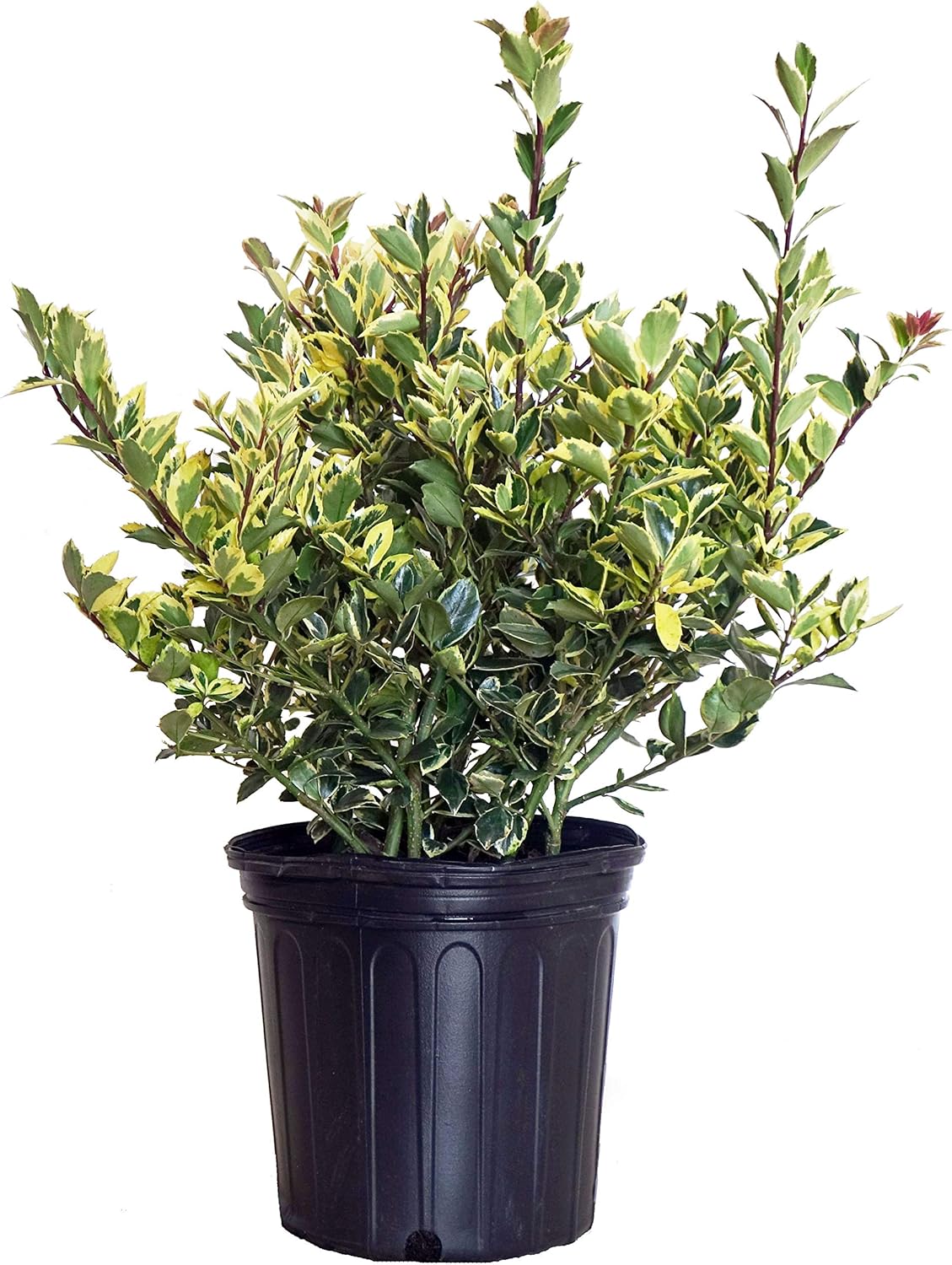 Ilex X meserveae 'Honey Maid' (Varigated Holly) Evergreen, yellow & blue/green varigated foliage, 2 - Size Container