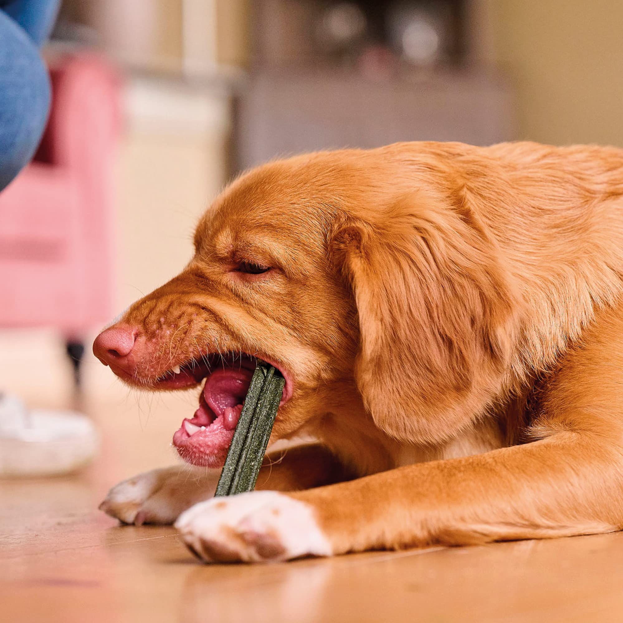 BEAPHAR UK Beaphar Dental bâtons pour les grands chiens med / pack LGE de 1
