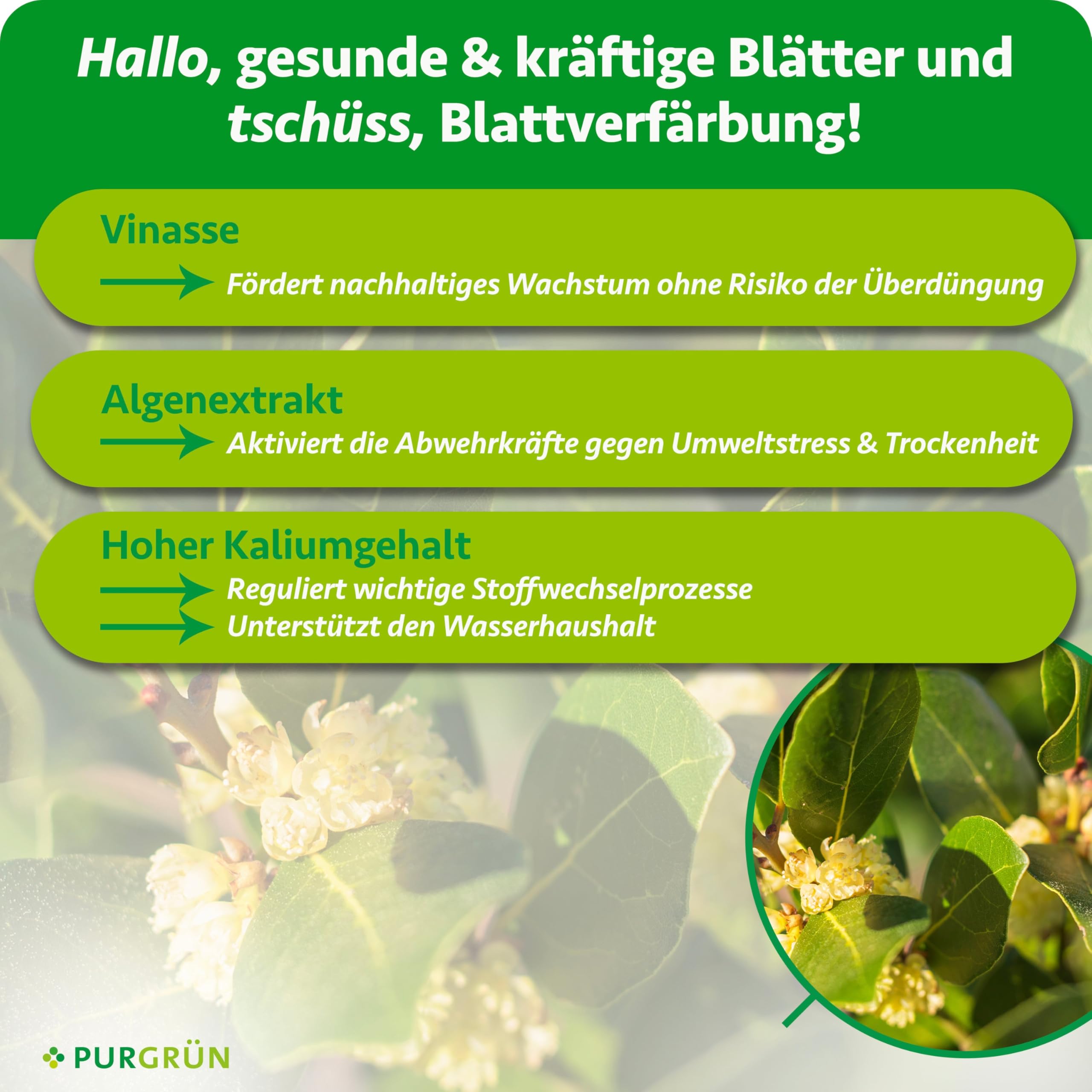 Bio-Gewürzlorbeer-Dünger 1 Liter – Organische Rezeptur – Premium-Flüssigdünger – NPK 4+1+7 – Mit Algenextrakt & Vinasse – Extra Kalium für aromatische Blätter