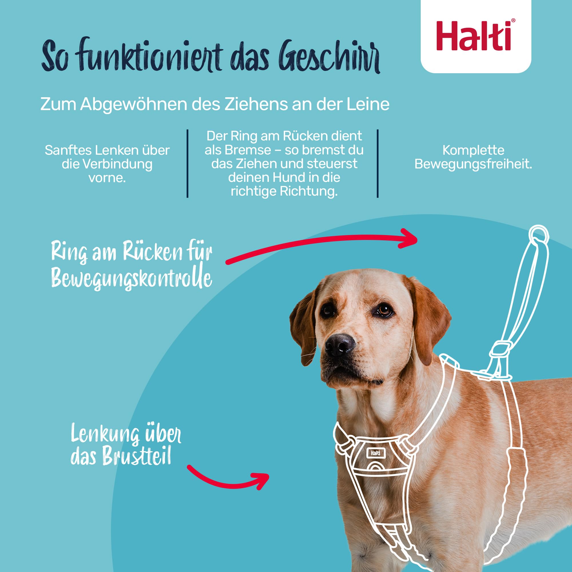HALTI No Pull Anti-Zug Geschirr - Verhindert, DASS Ihr Hund an der Leine zieht, Gepolsterter Brust- und Beingurt, Reflektierendes Gurtmaterial, Einfache Anpassung und Benutzung (Größe M, Waldgrün) - 3
