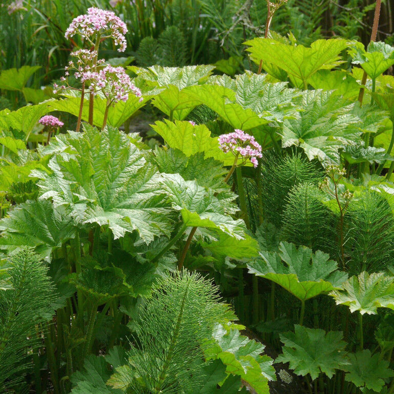 Carbeth Plants Darmera peltata Marginal Pond Plants for Small Ponds 2 x 9cm Pot, Umbrella Plant Live - Image 2