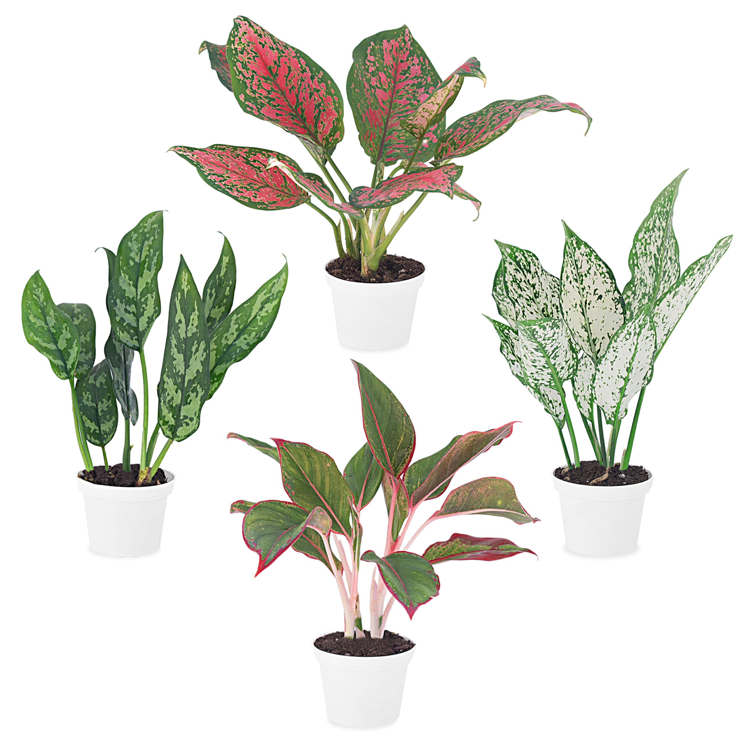 Aglaonema 4-Pack Collection