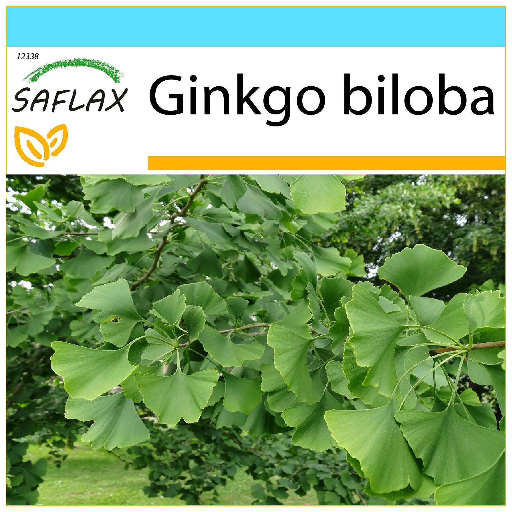 SAFLAX - Gift Set - Maidenhair Tree - 4 Seeds - Ginkgo biloba