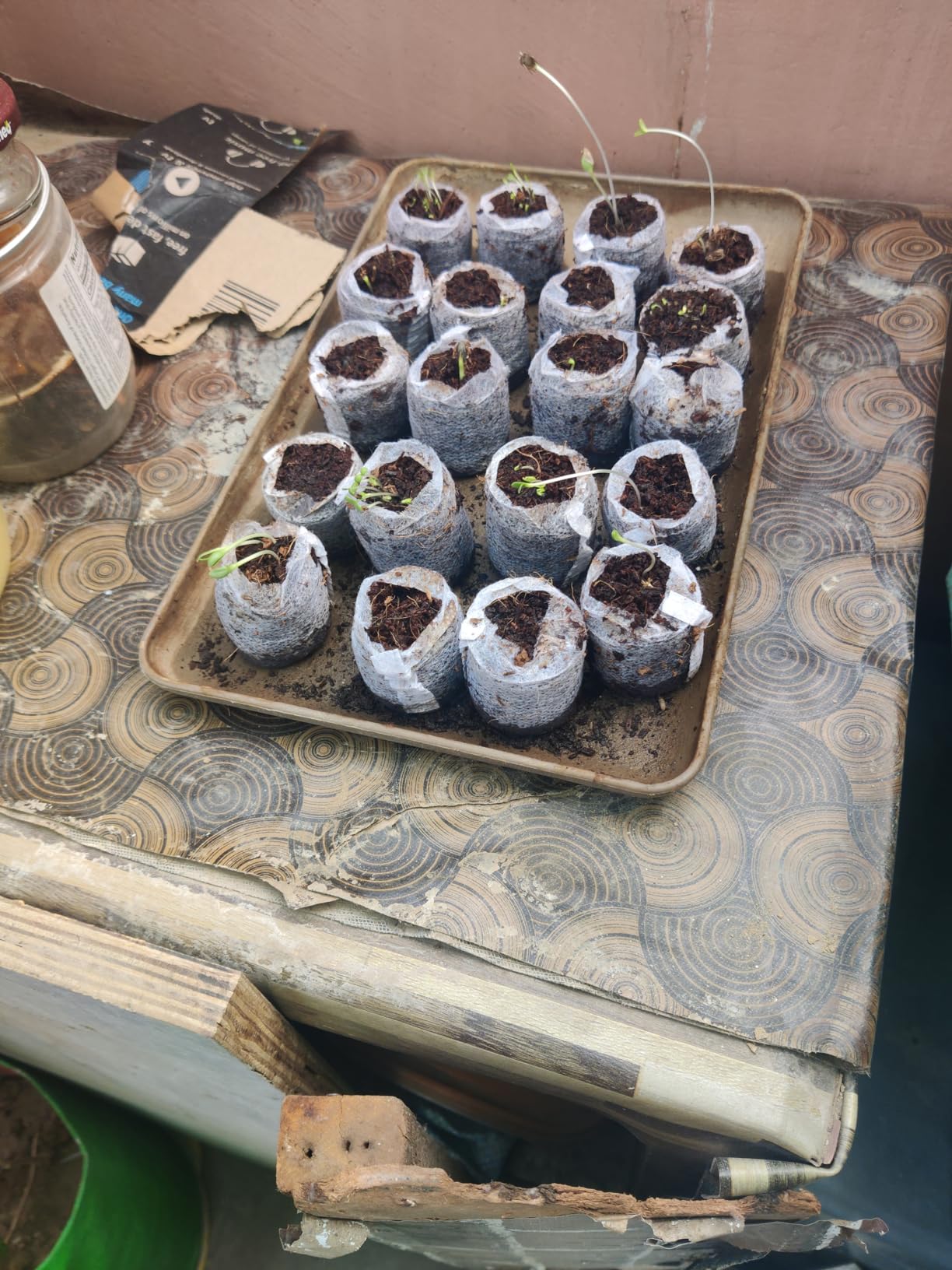 cocogarden Coir Seed Germination Kit for Gardening with Netted Root ...