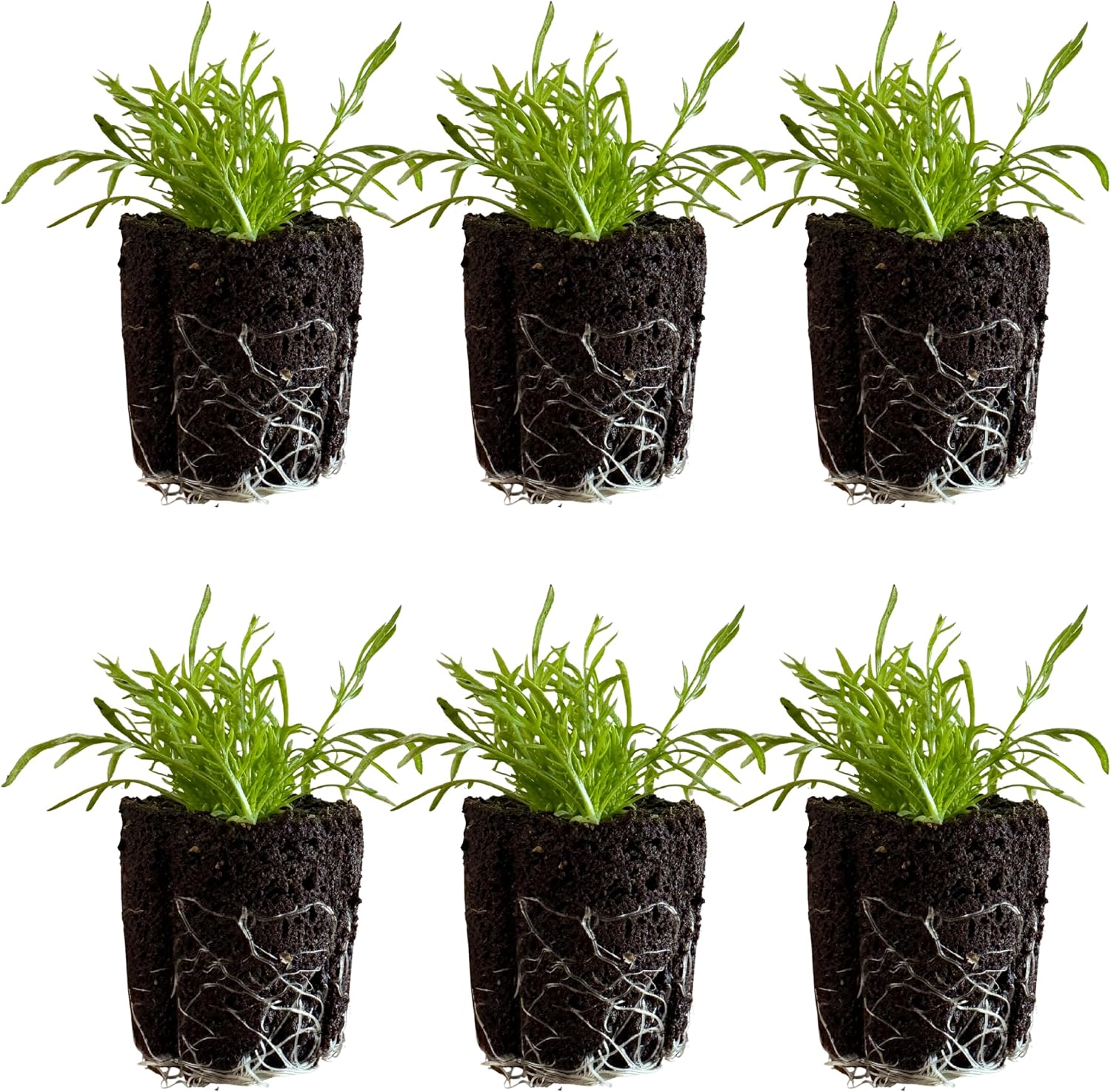 Chamomile Seedlings: Ready-to-Plant, Starts, Starters, Plugs, Garden Ready, Live Plants, Transplants, Pre-Sprouted, Soil & Hydroponic Gardens (12 Seedlings)
