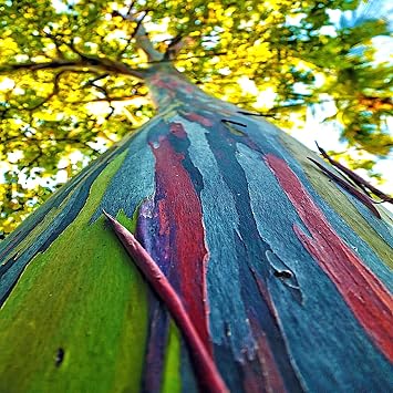 50 Seeds Rainbow Eucalyptus deglupta Tree Seeds | Fast Tropical Indonesian Mindanao Gum