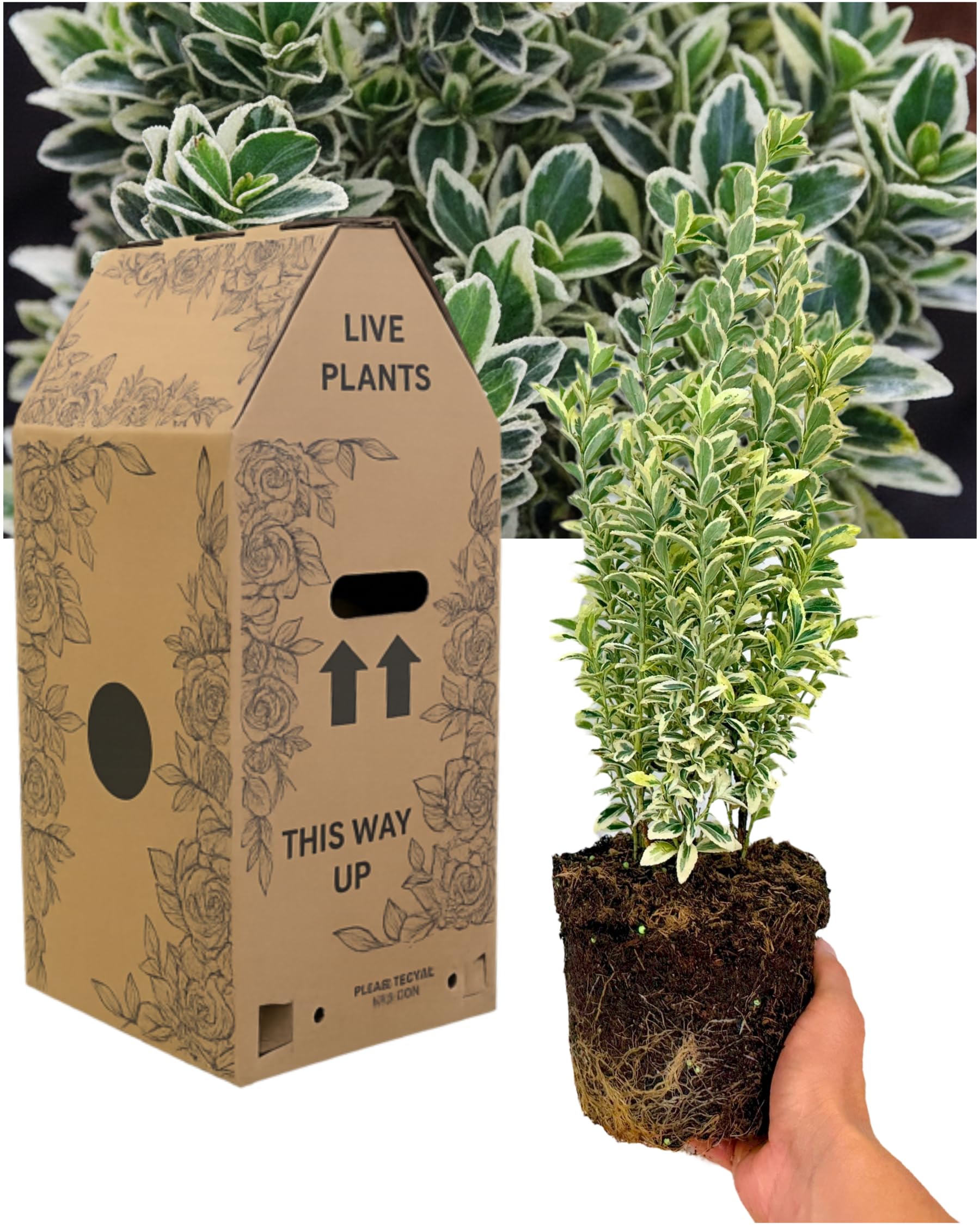 Garden Ready Euonymus Plant - Japanese Spindle White Spire. 1x Large Outdoor Plant with Ornamental Foliage. Hardy Evergreen Shrub. Delivered Fresh, Supplied in Large 2L Peat Free Rootball. UK Grown — image 1