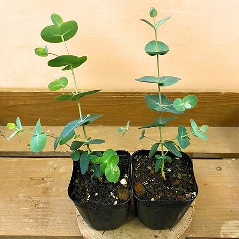 Amazon 苗木 ユーカリ グニー 2ポット 果物 Amazon 苗木 ユーカリ グニー 2ポット 果物