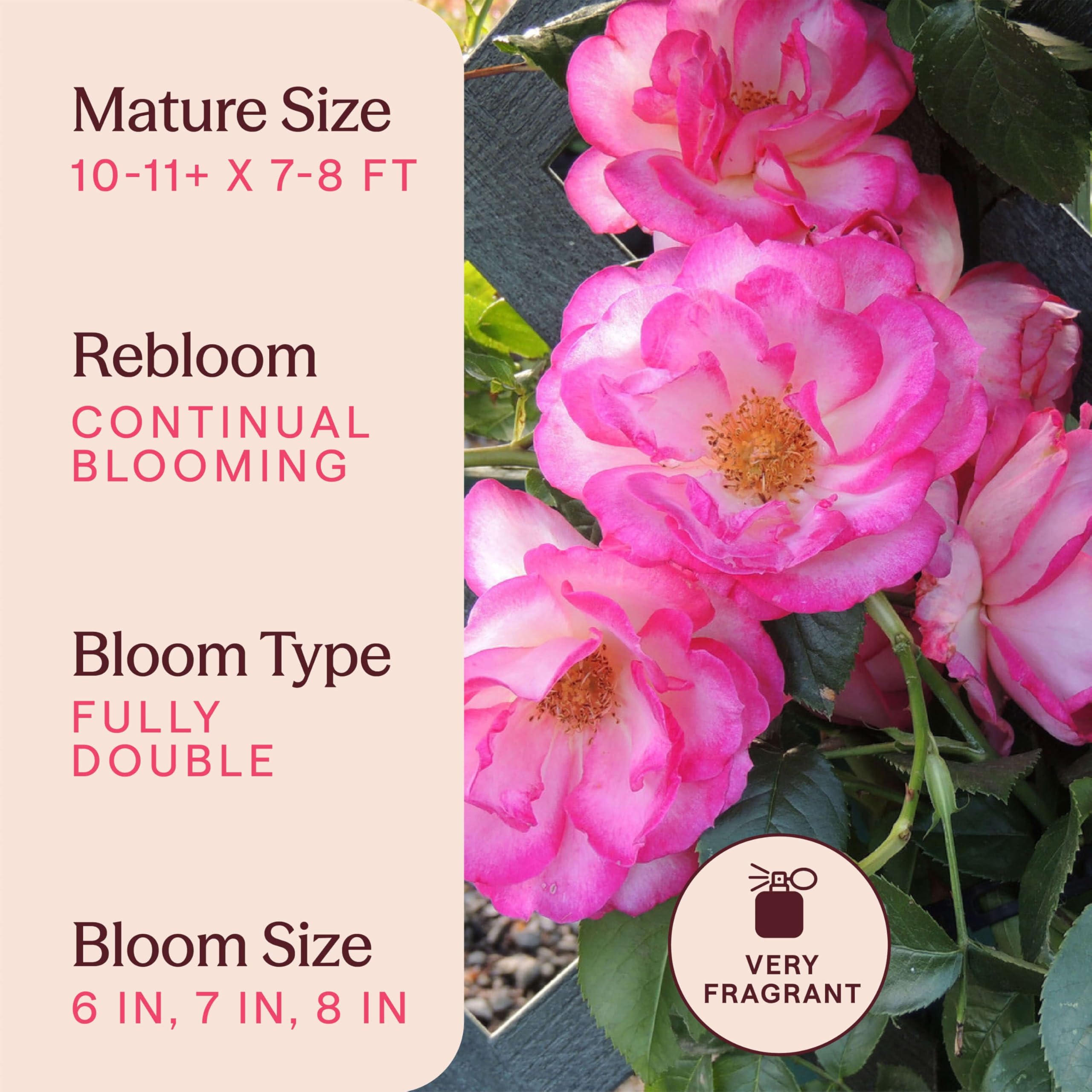 Amazon.com : Heirloom Climbing Roses, Live Own Root Plant for