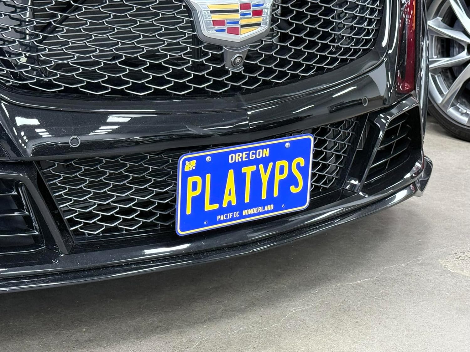 CravenSpeed Platypus License Plate Grille Mount Compatible with Cadillac CT5 and CT5-V Blackwing 2022-2025 | No Drilling | Installs in Seconds | Made of Stainless Steel & Aluminum | Made in USA