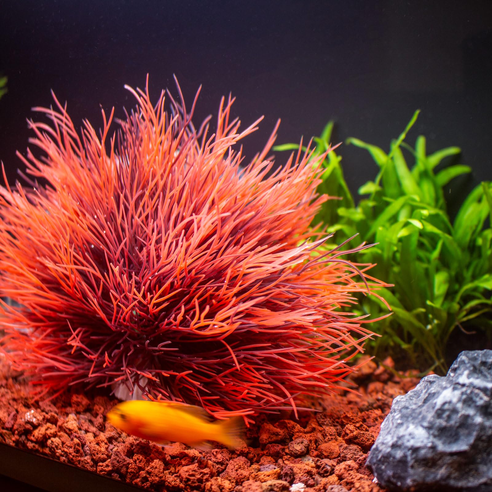 TAOMYPETS Fish Tank Decorations Aquarium Plants Plastic Artificial Décor (Black Red), Universal - Image 3