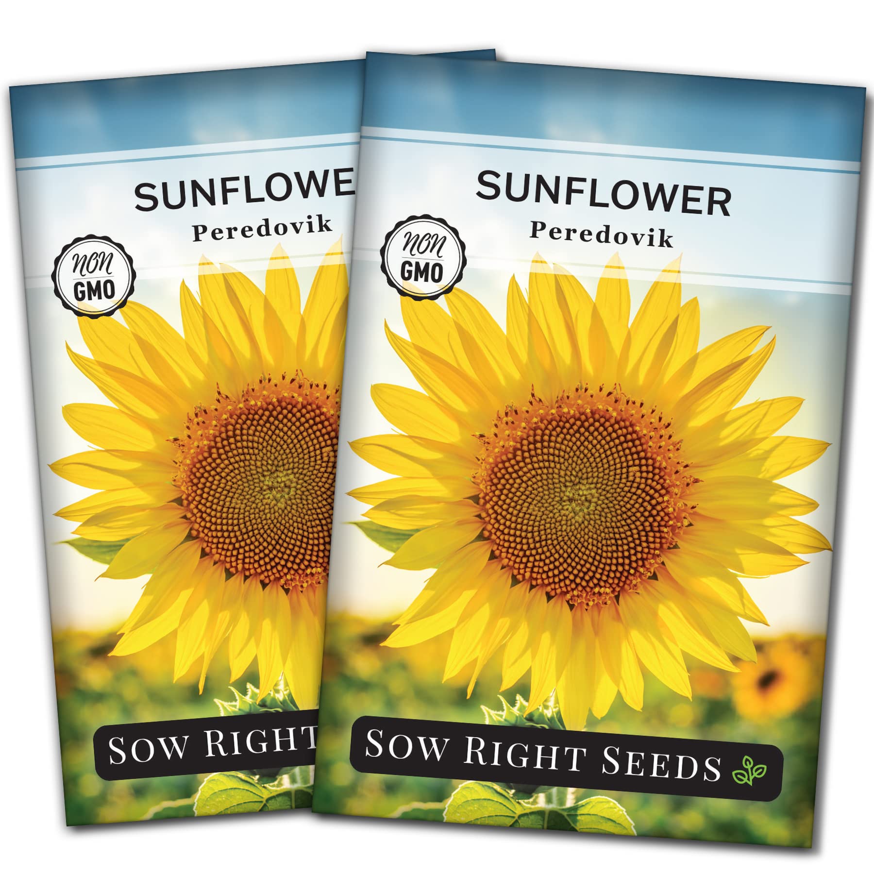 Amazon.com : Sow Right Seeds - Peredovik Sunflower Seeds for
