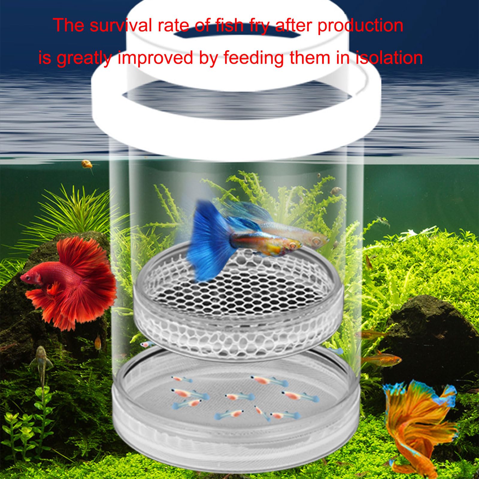 Lot De 2 Boîtes D'élevage Flottantes Pour Poissons D'aquarium, Idéales