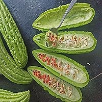 Vista 2 de 30 calabazas amargas, calabaza amarga, calabaza amarga, pepino amargo, karela, nigauri, goya, ku-gua, semillas de reliquia sin OMG, verduras