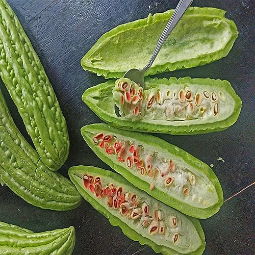 Miniatura 2 de 30 calabazas amargas, calabaza amarga, calabaza amarga, pepino amargo, karela, nigauri, goya, ku-gua, semillas de reliquia sin OMG, verduras