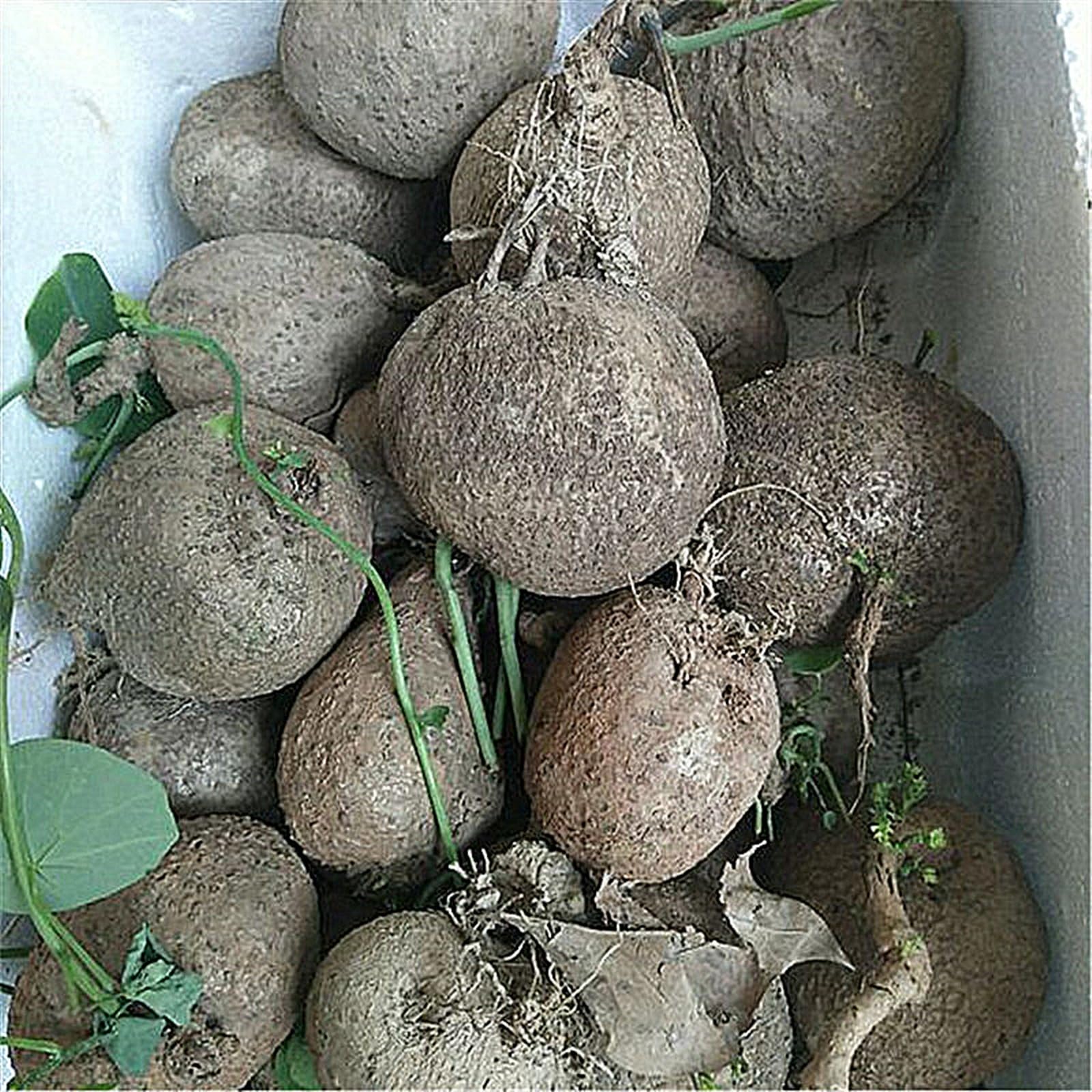 Eleganz Stephaniapflanzen, ErectaRhizomee, Mehrjährig Pflegeleicht, Gewächs für Privatgarten-4Rhizome-F
