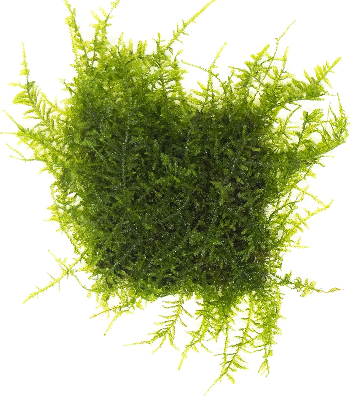 Aquatic Arts Christmas Moss Mat 3x3 Inch, Live Aquarium