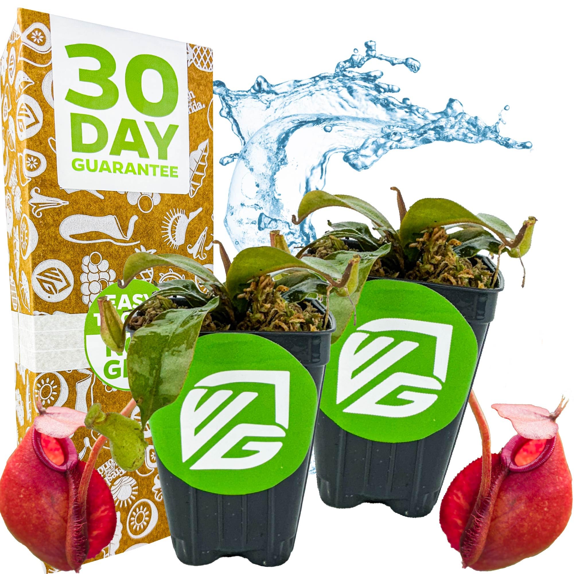 Lady Luck Carnivorous Pitcher Plant