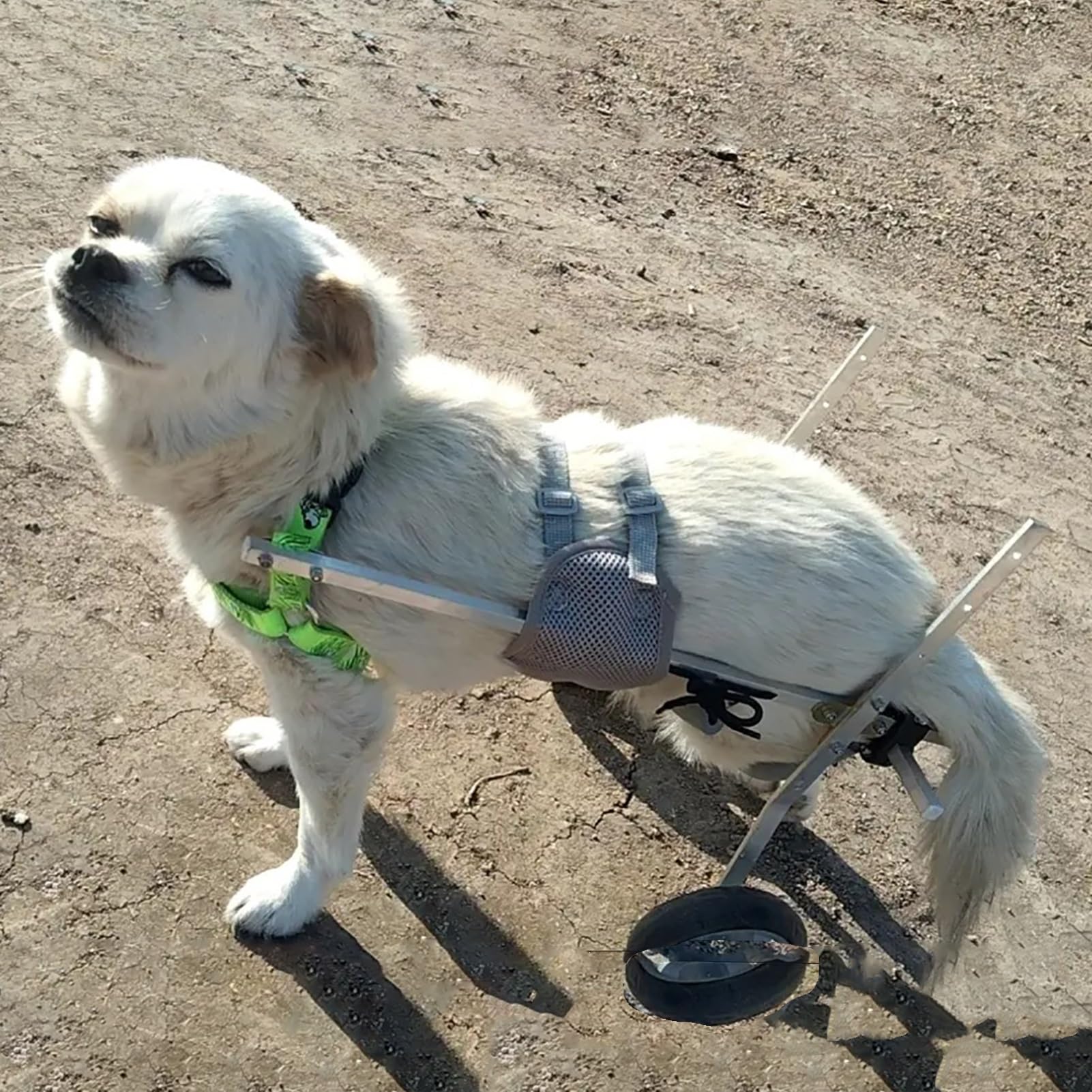 Silla de ruedas para perros con parálisis ajustable que devuelve la movilidad trasera