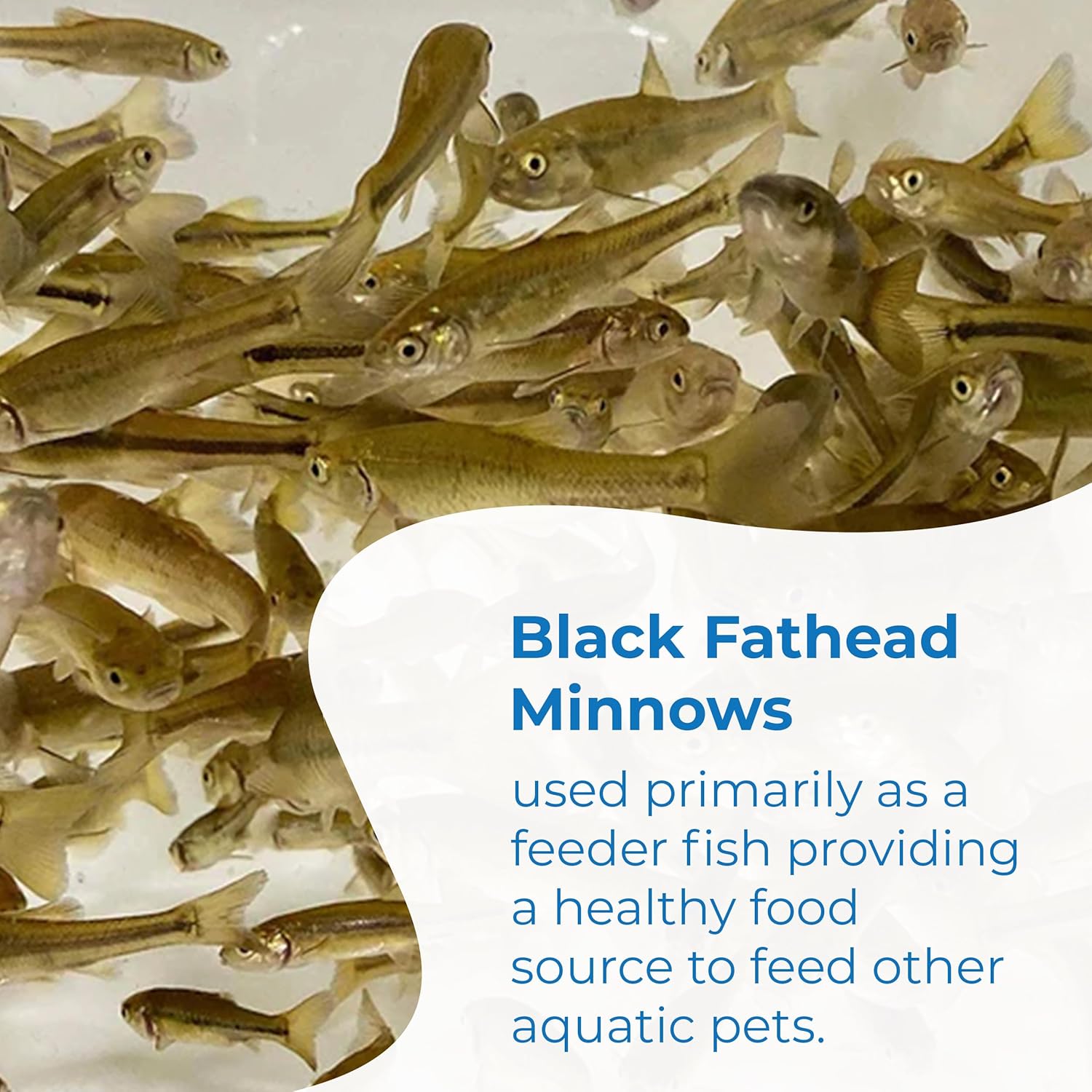 Toledo Goldfish Black Fathead Minnows, Tuffies, or Crappie Minnows - Perfect for Aquariums or as Feeder Fish for Ponds, 0.5 to 1.5 Inches, 250 Fish