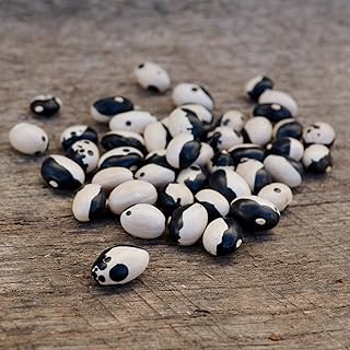 Calypso Shelling Bean - 50 Seeds - Heirloom & Open-Pollinated Variety, Non-GMO Vegetable/Dry Bean Seeds for Planting Outdo...