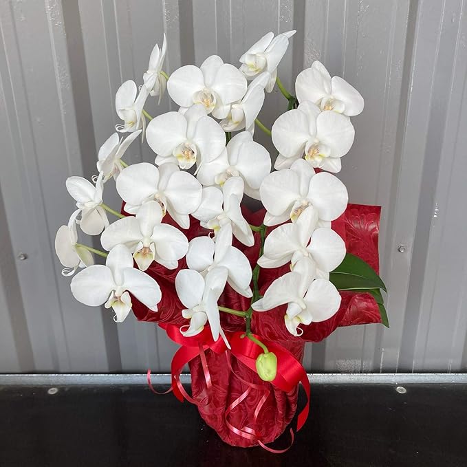 Sale 70 Off 胡蝶蘭 造花 アートフラワー 8本立ち ラベンダー ホワイトイエロー ホワイトビューティ 陶器鉢 お祝い 贈り物 ギフト Matzi27 Com Sale 70 Off 胡蝶蘭 造花 アートフラワー 8本立ち ラベンダー ホワイトイエロー ホワイトビューティ 陶器鉢 お祝い 贈り物 ギフト Matzi27 Com