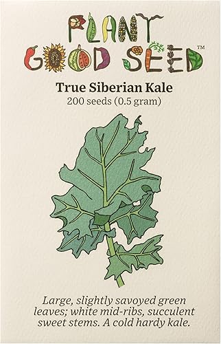 Plant Good Seed Semillas orgánicas de col rizada siberiana, paquete de 200, semillas tradicionales para plantar verduras, suministros de jardinería,