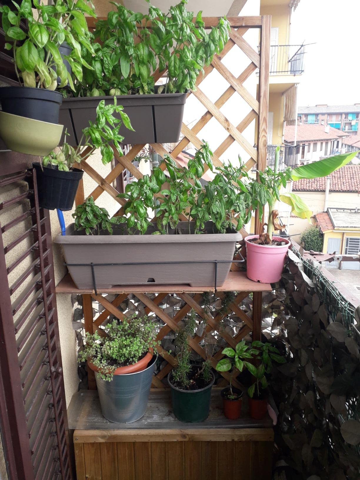 Fioriera in Legno con Pannello 180x90 cm grigliato a Rombi e Vaso portafiori da Giardino Azalea