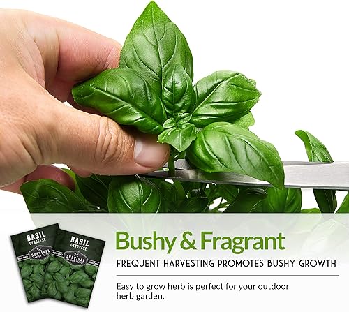 Miniatura 7 de 5 paquetes de semillas de albahaca genovesa para plantar con instrucciones para cultivar deliciosas hierbas italianas en el huerto de tu hogar,