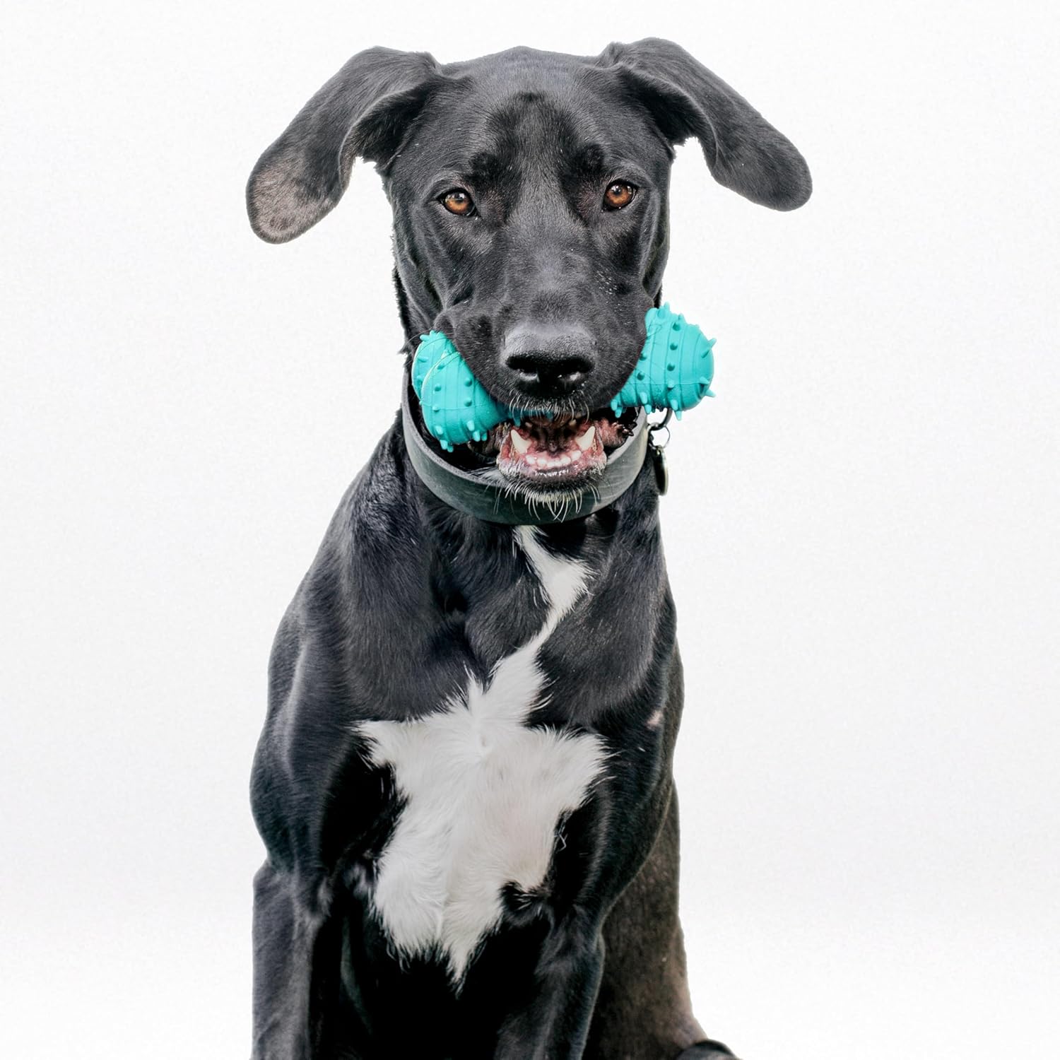 Playology Puppy Variety Bundle | Jumbo Sensory Ball & Teething Bone for Young & Active Dogs | Chicken & Peanut Butter Scented Dog Toys