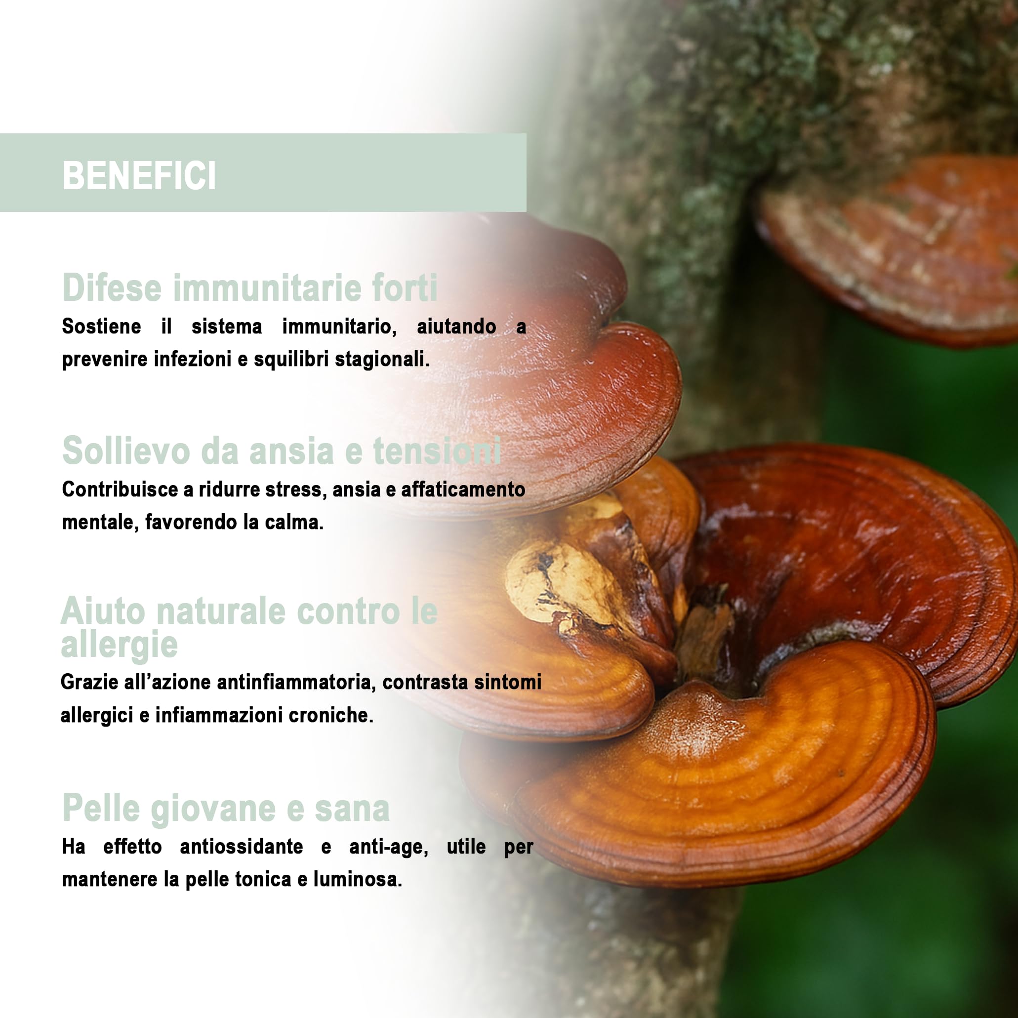 Reishi Plus, Integratore Alimentare con Reishi (Ganoderma Lucidum), 90 Compresse. Sostiene Difese Immunitarie, Circolazione, Equilibrio Ormonale e Pelle, Antiossidante